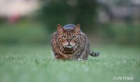/album/animaux/img-9116-copie-modifie-1-jpg/